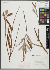Foto von Salix alba L.